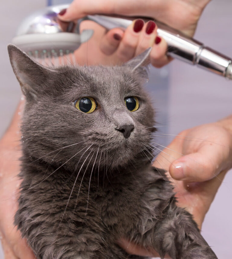 Cat Grooming Services The Groomery