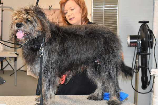 Dog Grooming Lake Charles